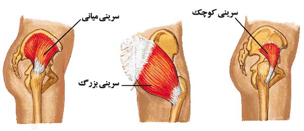 آناتومی عضلات لگن خاصره آناتومی عضلات لگن خاصره