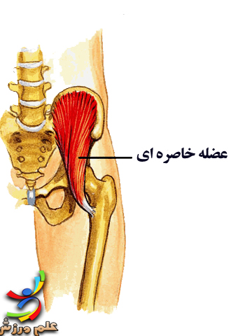 عضلات موثر بر حرکات مفصل ران 20 iliacus