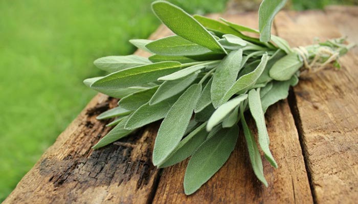 فواید بی نظیر 10 گیاه و ادویه خوشمزه برای بدن 17 فواید بی نظیر 10 گیاه و ادویه خوشمزه برای بدن