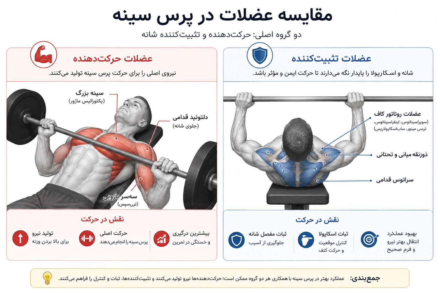 نقش عضلات تثبیت کننده کوچک در قدرت کلی بدن 5 مقایسه عضلات حرکتدهنده و عضلات تثبیت کننده شانه در پرس سینه