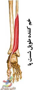 آناتومی عضلات ساق پا 21 آناتومی عضلات ساق پا