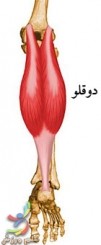 آناتومی عضلات ساق پا 15 Gastrocnemius. 101x245 1