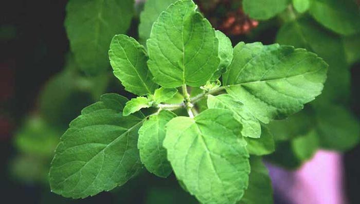 فواید بی نظیر 10 گیاه و ادویه خوشمزه برای بدن 21 فواید بی نظیر 10 گیاه و ادویه خوشمزه برای بدن
