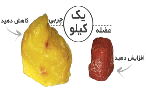 آیا واقعا وزن عضله از وزن چربی بیشتر است؟ آیا واقعا وزن عضله از وزن چربی بیشتر است؟