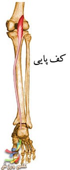 آناتومی عضلات ساق پا 17 آناتومی عضلات ساق پا
