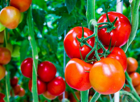 برای خواب راحت این 13 ماده غذایی را قبل از خواب نخورید 18 برای داشتن خوابی راحت این 13 ماده غذایی را نباید قبل از خواب بخورید