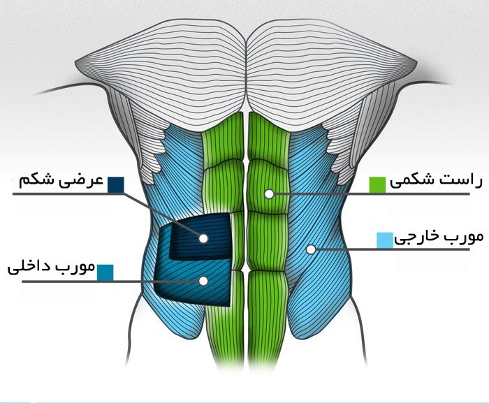 تمرین شکمی که خانمها نباید با وزنه سنگین انجام دهند 7 تمرین شکمی
