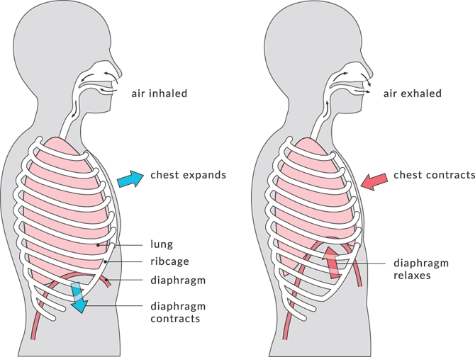 Rib Flare چیست و چگونه میتوان از آن پیشگیری کرد؟ 6 Rib Flare چیست و چگونه میتوان از آن پیشگیری کردRib Flare چیست و چگونه میتوان از آن پیشگیری کرد