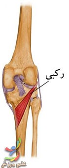 آناتومی عضلات ساق پا 18 آناتومی عضلات ساق پا