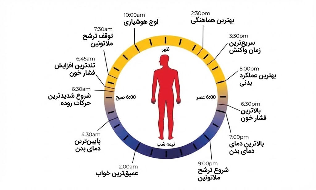 چرا ورزش صبحگاهی سخت است؟ 6 ریتم شبانهروزی و تأثیر آن بر ورزش