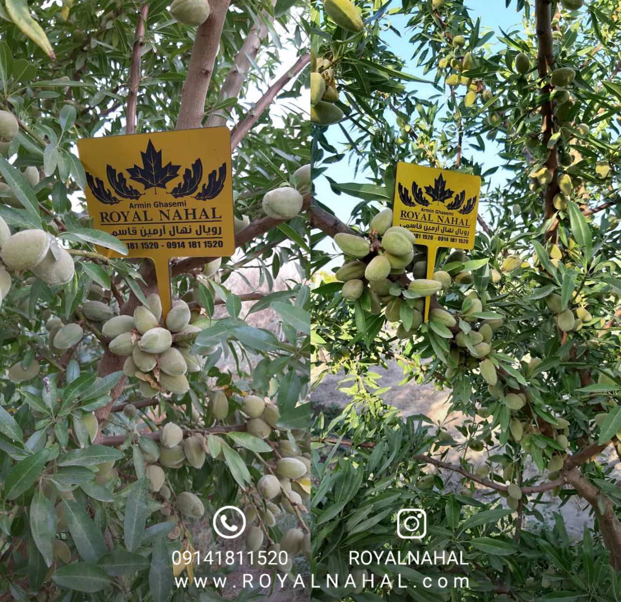 نهال بادام: بهترین شروع برای باغبانان تازه کار 6 انواع مختلف نهال بادام (پیوندی، اصلاح شده):